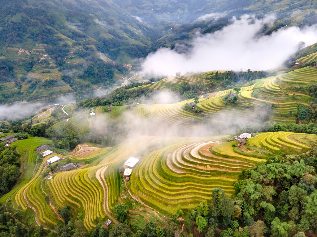 Ruộng bậc thang Hoàng Su Phì trải thành từng lớp vàng trên sườn núi.