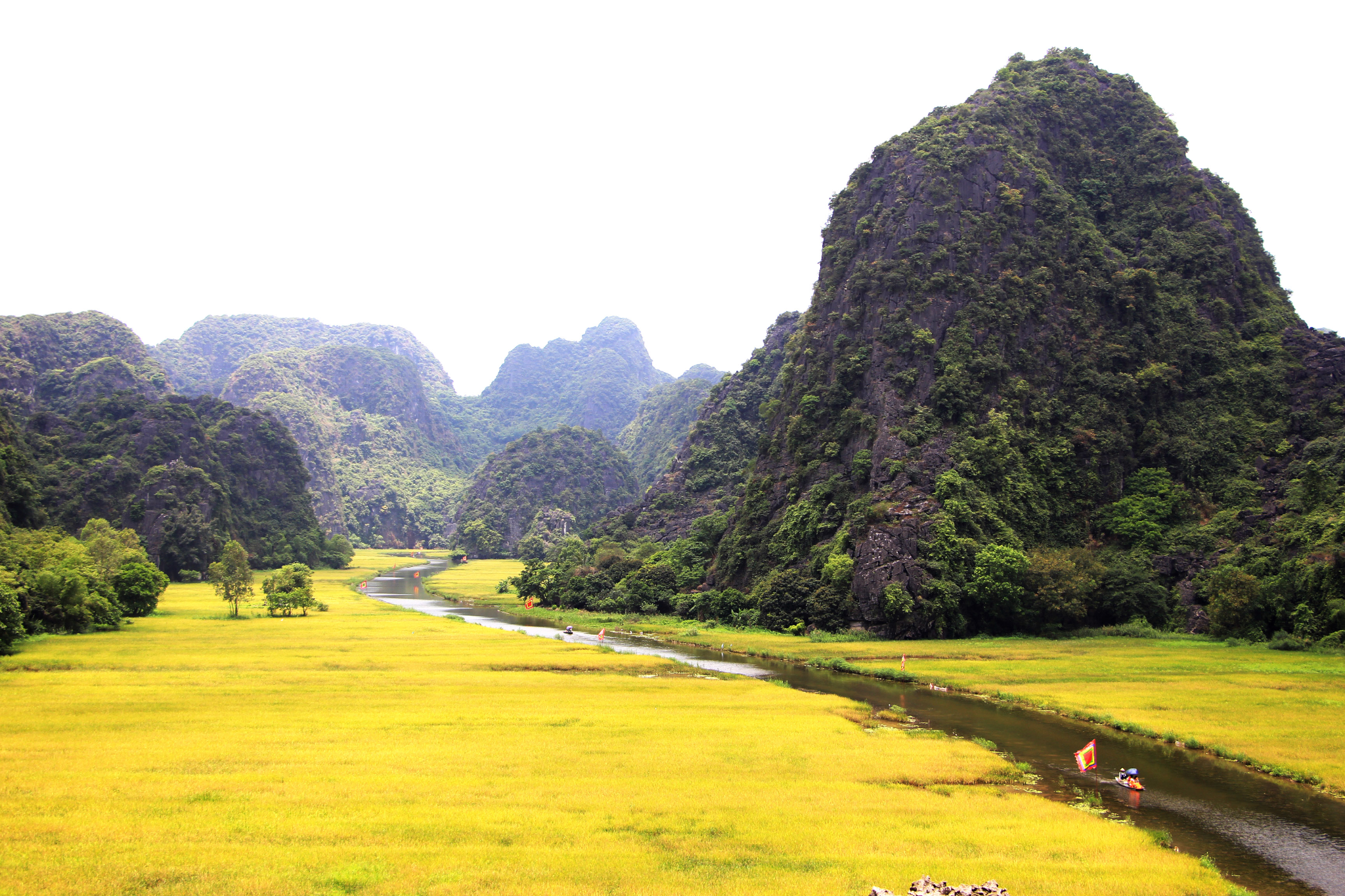 Thuyền xuôi dòng Ngô Đồng giữa những cánh đồng lúa chín vàng tại Tam Cốc.