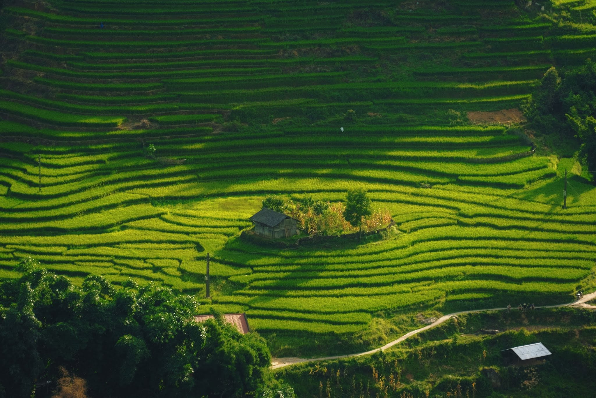 Những triền ruộng bậc thang xen giữa núi rừng Ý Linh Hồ bước vào mùa vàng. 