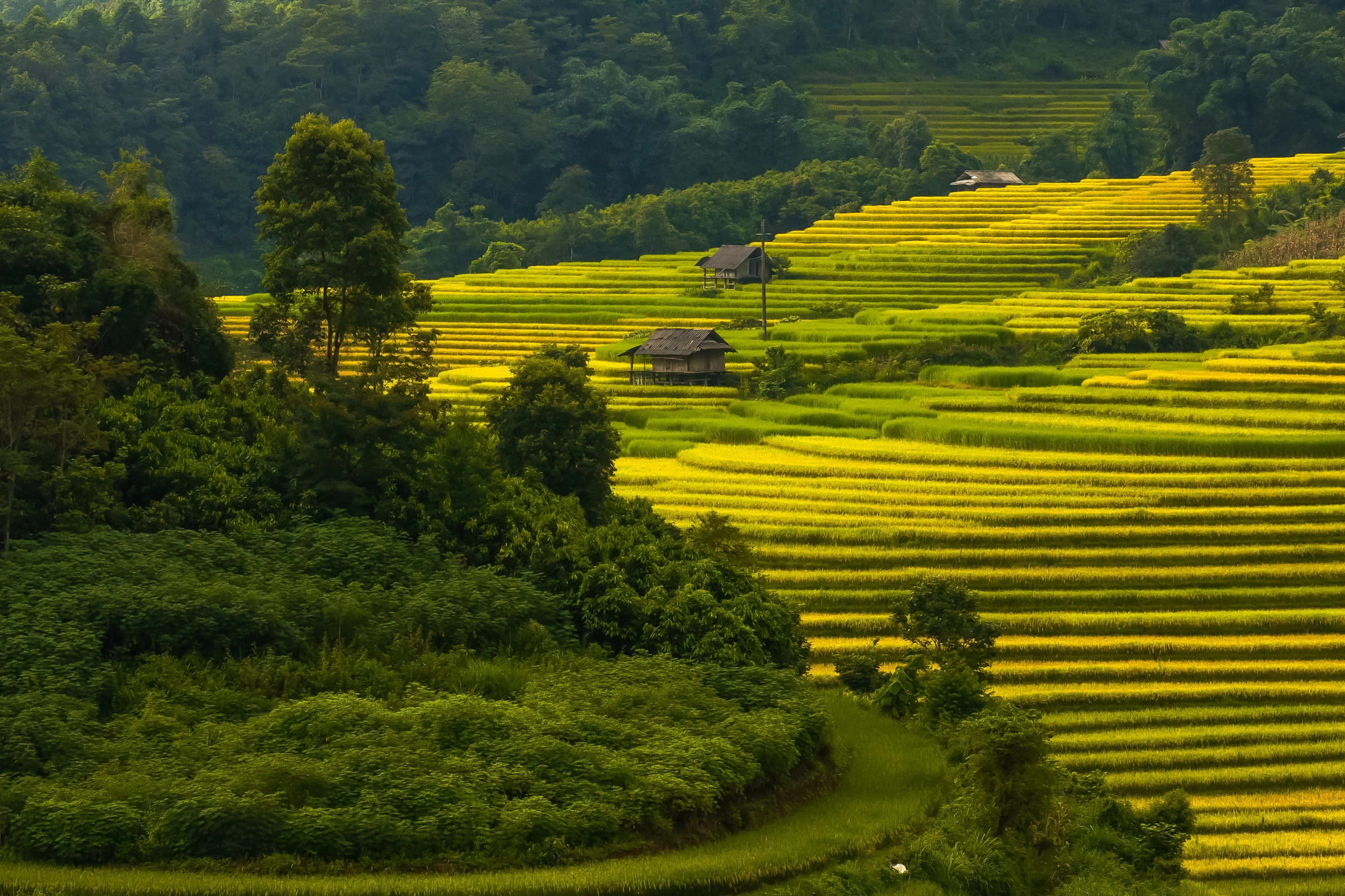 Khung cảnh ruộng bậc thang chín vàng trù phú tại bản Nậm Cang. 