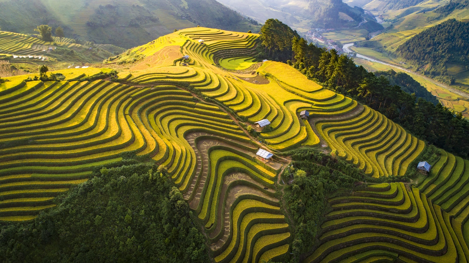 Thung lũng Tú Lệ vàng óng giữa núi rừng Yên Bái vào mùa thu hoạch. 