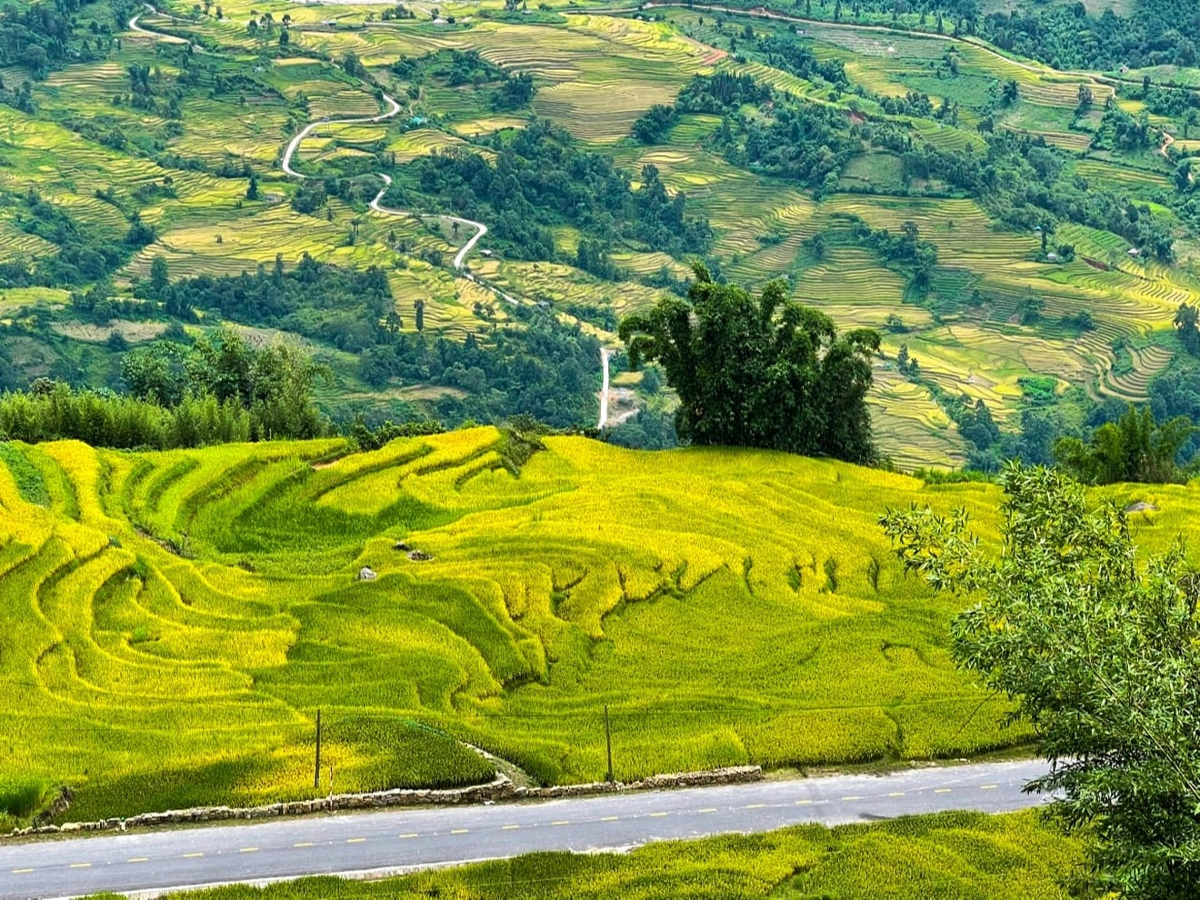 Ruộng bậc thang Bát Xát vàng rực giữa núi rừng vùng cao Lào Cai. 