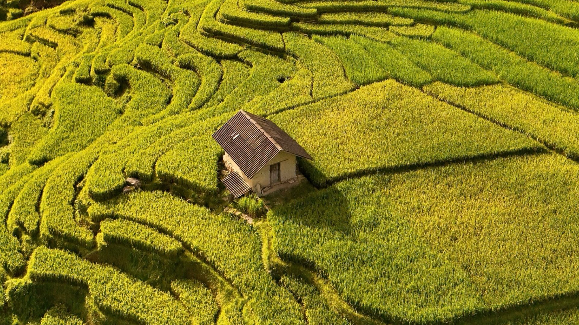 Những triền ruộng bậc thang Sa Pa chuyển vàng khi mùa thu về, tạo nên khung cảnh đặc trưng của vùng cao Tây Bắc. 