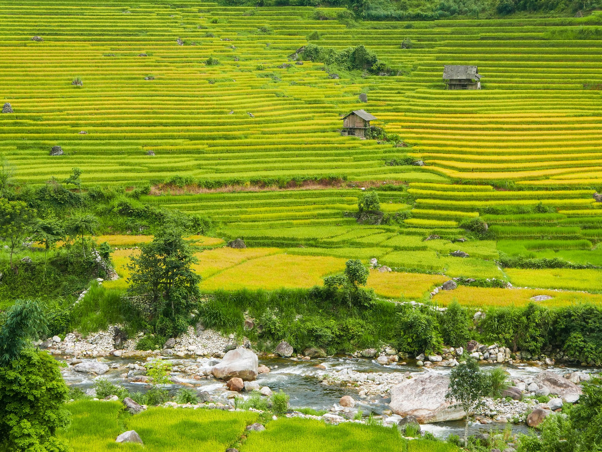 Những thung lũng hẹp xen giữa địa hình đá tai mèo tạo nên vẻ đẹp riêng cho mùa vàng Nậm Cang. 