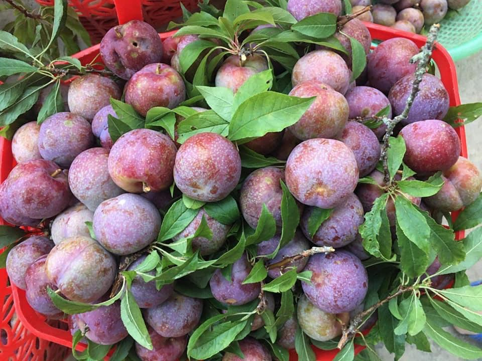 Mận tam hoa Bắc Hà