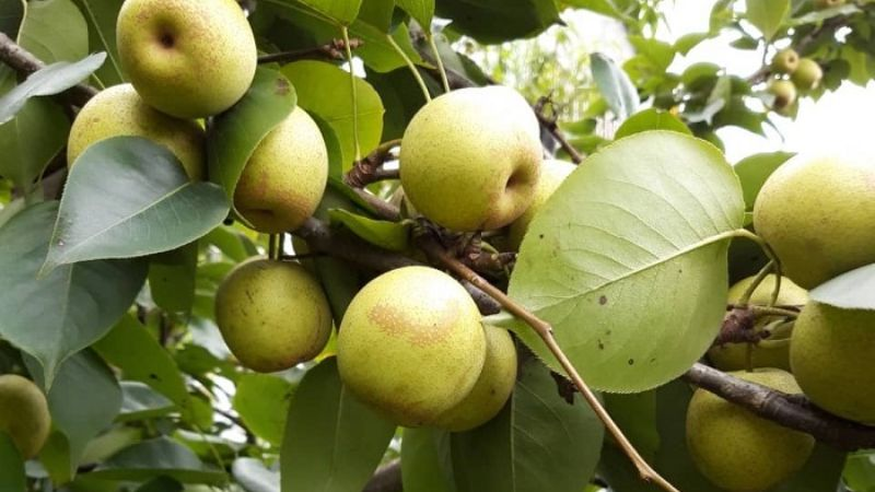 Lê Tai Nung là giống lê độc đáo của vùng Tây Bắc