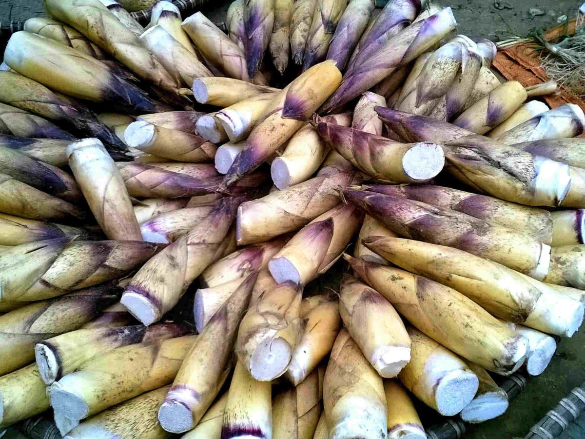 Măng rừng Tây Bắc là đặc sản núi rừng được nhiều du khách yêu thích. (Nguồn: Sưu tầm)