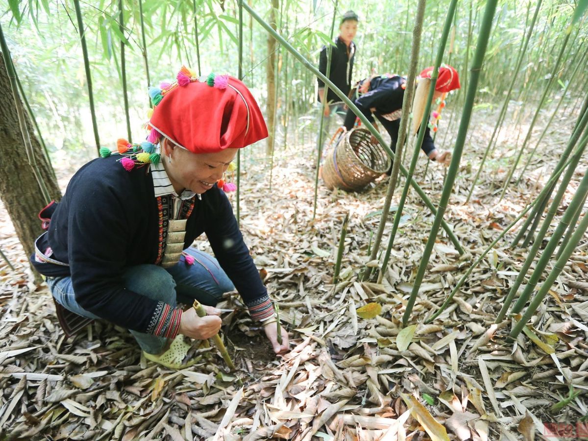 Thu hái măng rừng Tây Bắc và sơ chế đơn giản. (Nguồn: Sưu tầm)