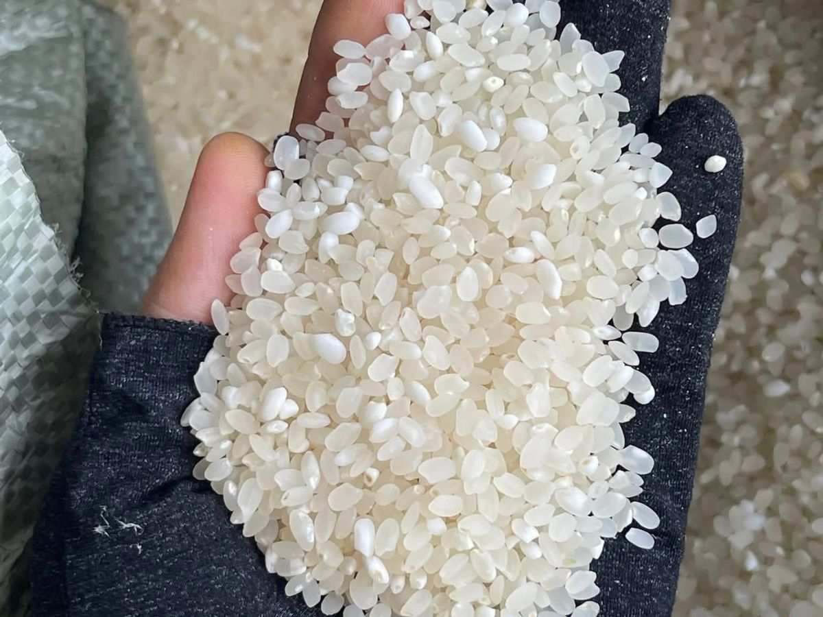 Gạo nếp nương Tây Bắc là đặc sản nổi tiếng vùng cao. (Nguồn: Sưu tầm)