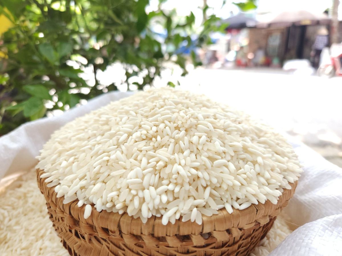 Có nhiều giống gạo nếp nương Tây Bắc nổi tiếng. (Nguồn: Sưu tầm)