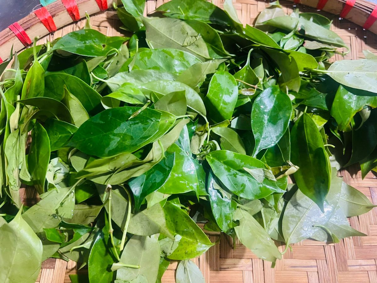 Nhiều loại Rau rừng Tây Bắc với hương vị đặc trưng. (Nguồn: Sưu tầm)