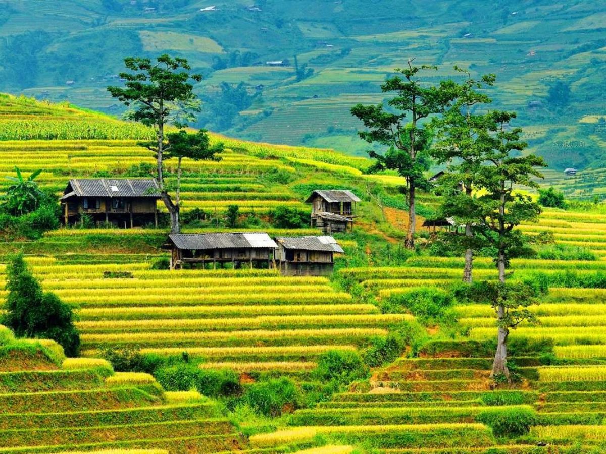 Trải nghiệm du lịch thú vị tại cánh đồng Mường Lò. (Nguồn: Sưu tầm)