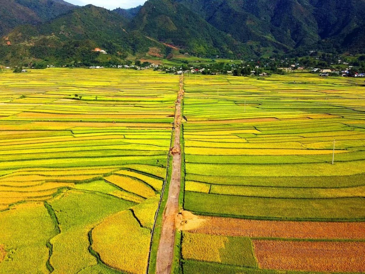 Cánh đồng Mường Lò mang vẻ đẹp biến đổi theo từng mùa trong năm. (Nguồn: Sưu tầm)