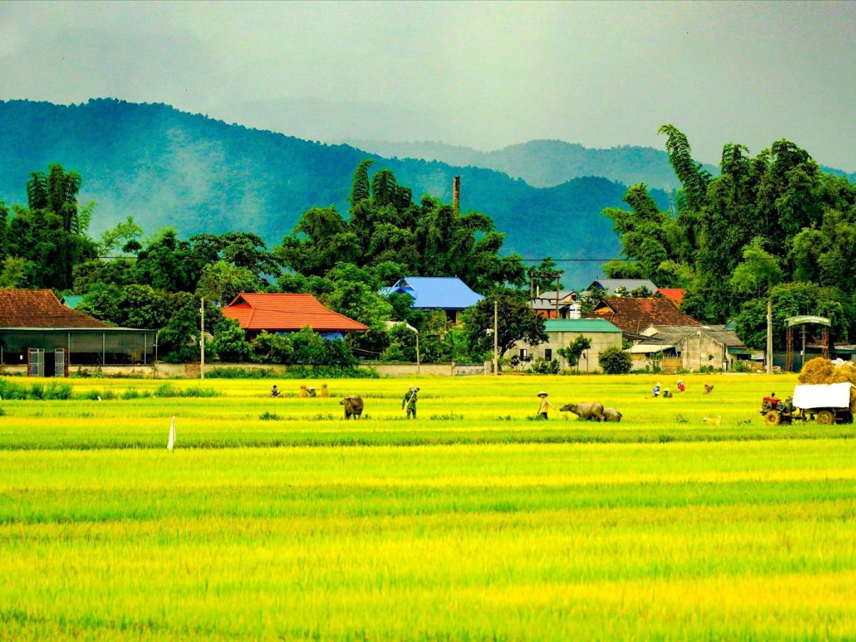 “Than” chính là Cánh đồng Mường Than màu mỡ nhất Tây Bắc. (Nguồn: Sưu tầm)