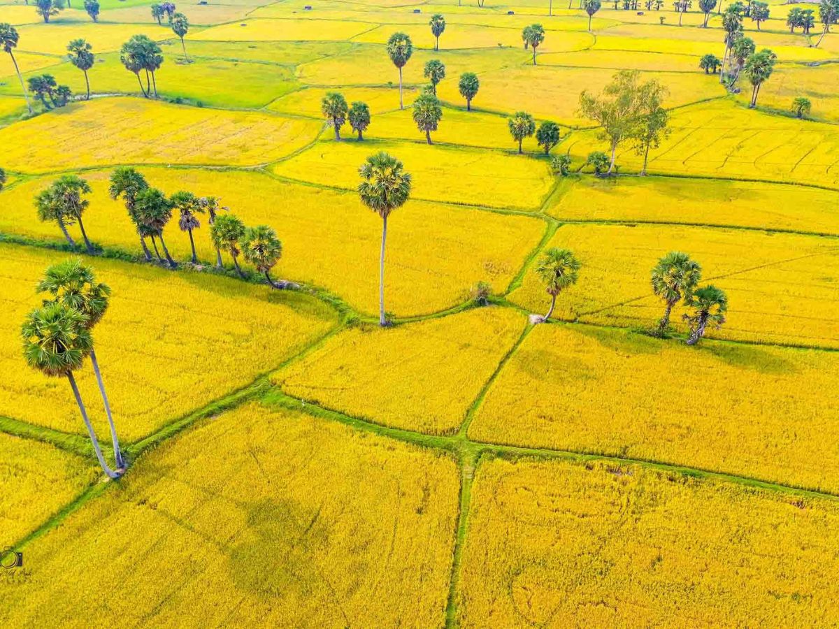 “Lò” chính là Cánh đồng Mường Lò nổi tiếng bởi vẻ đẹp thanh bình. (Nguồn: Sưu tầm)