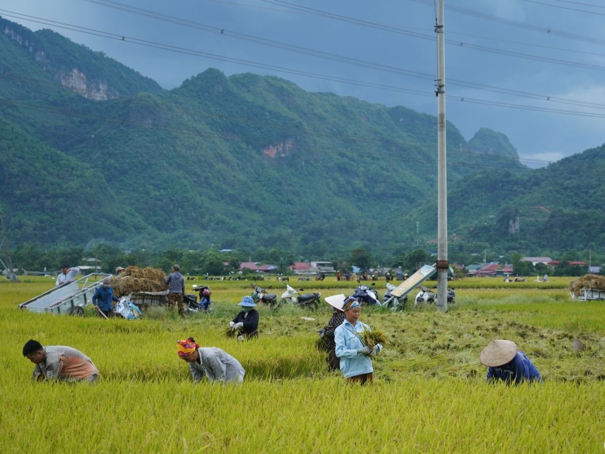 “Tấc” chính là Cánh đồng Mường Tấc rộng lớn. (Nguồn: Sưu tầm)