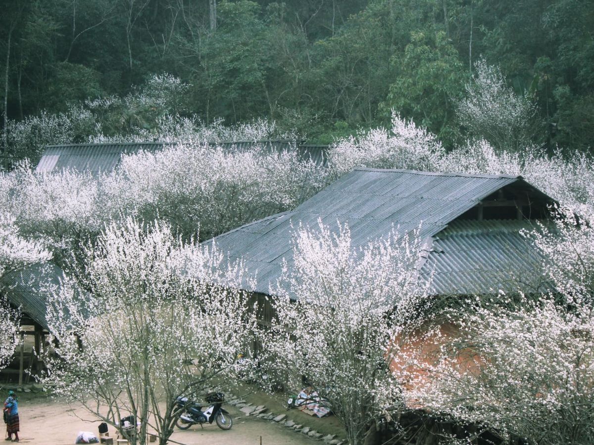 Chọn điểm ngắm hoa lê nở tại vùng cao Tây Bắc. (Nguồn: Sưu tầm)
