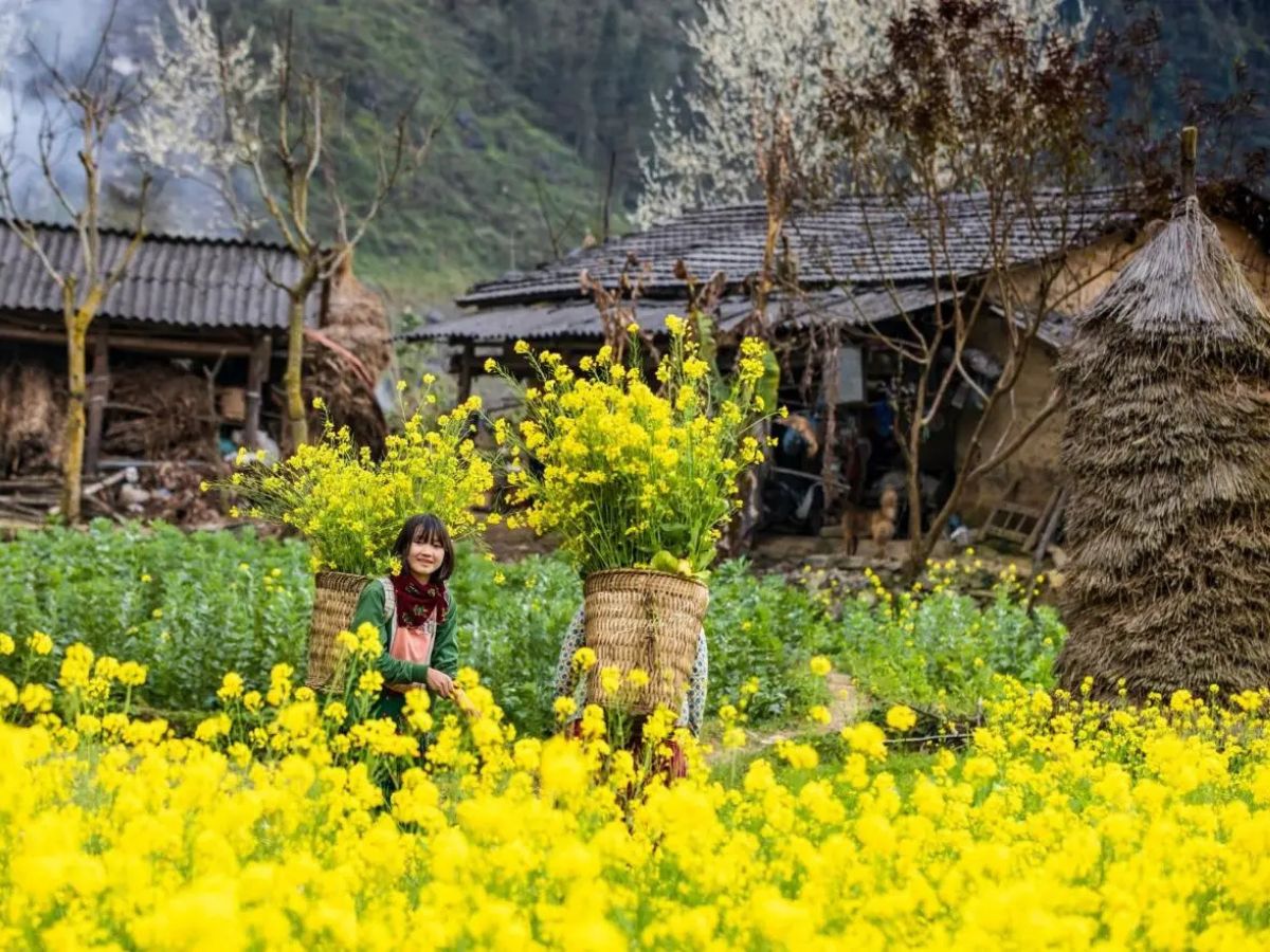 Nhiều điểm đến hấp dẫn khi đi du lịch Tây Bắc mùa hoa cải. (Nguồn: Sưu tầm)