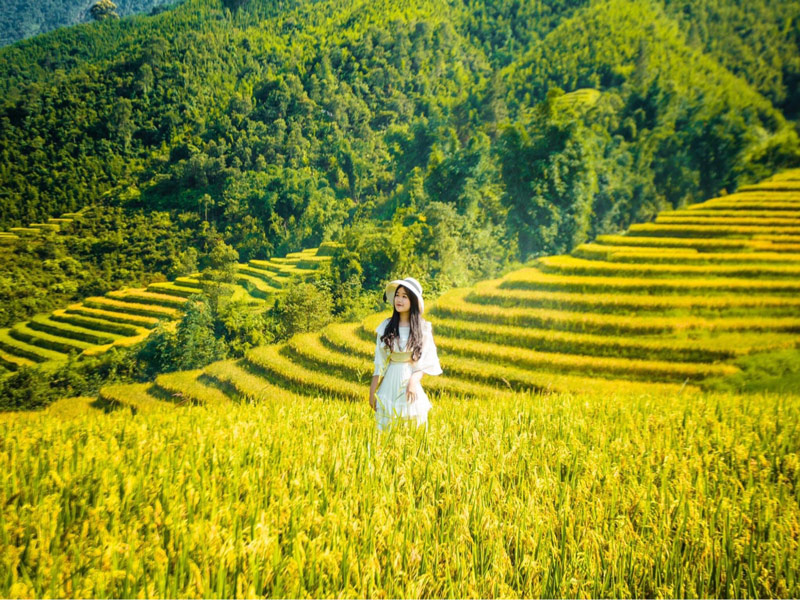 Khám phá sắc vàng ruộng bậc thang trong lịch trình ngắm mùa lúa chín Sa Pa 3 ngày 2 đêm (Nguồn: Sưu tầm)