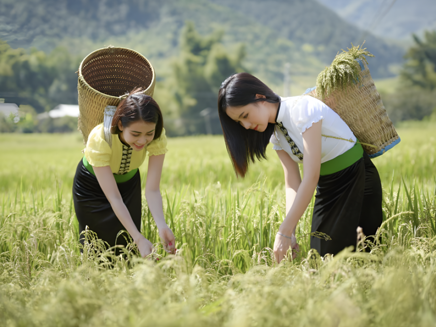 Những thiếu nữ người dân tộc ra đồng chọn lúa về làm cốm Tú Lệ.