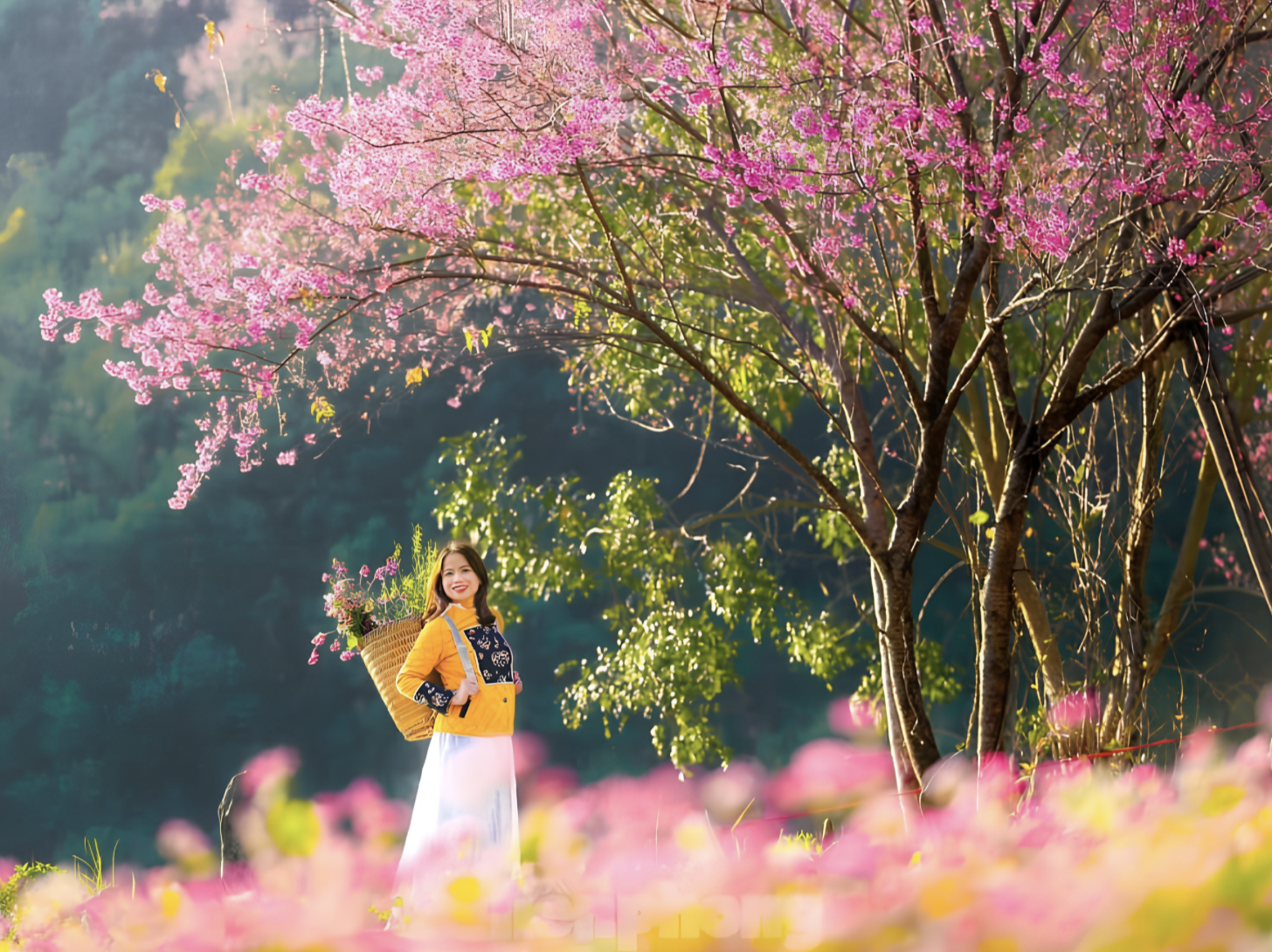 Tớ Dày là loại hoa rừng thuộc họ đào, đồng bào Mông ở Mù Cang Chải thường gọi là Pằng Tớ Dày - nghĩa là Hoa đào rừng. (Nguồn: Sưu tầm)
