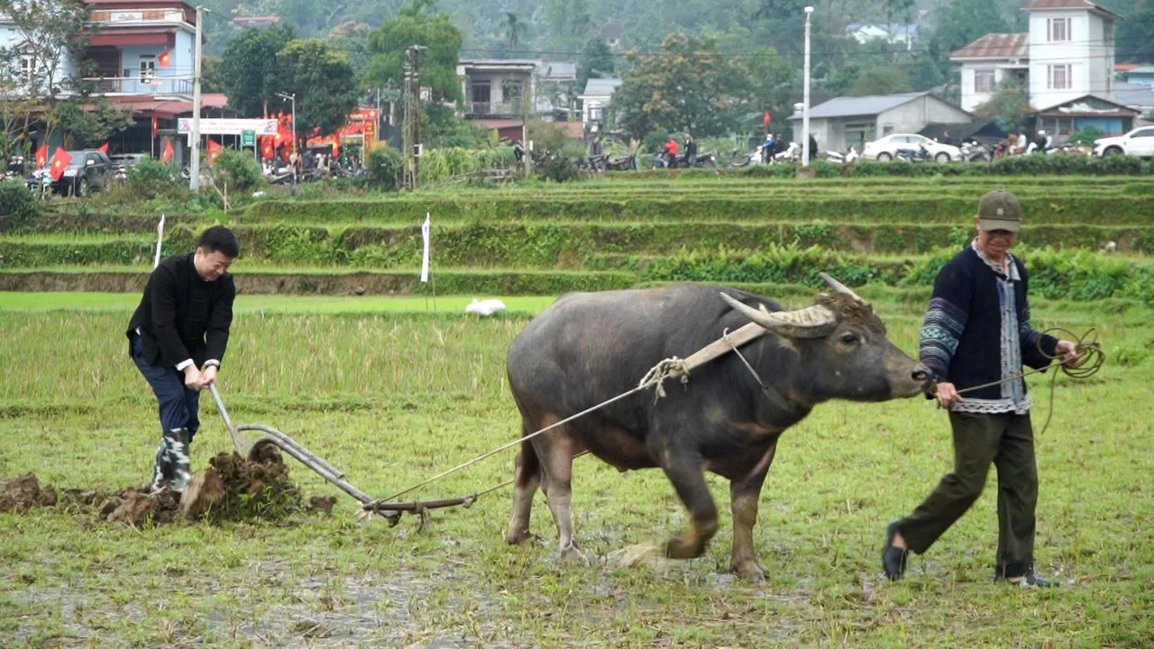 Cánh đồng trung tâm bản làng trở thành không gian tổ chức lễ hội xuống đồng của người Giáy. (Nguồn: Sưu tầm)