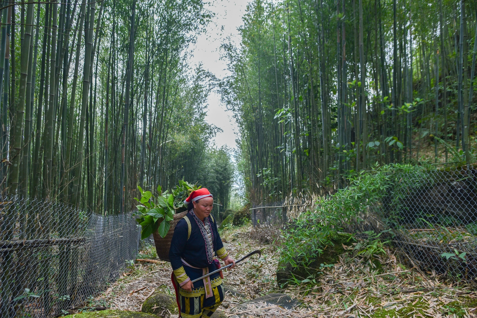 Đời sống và sinh hoạt của người Dao Đỏ tại bản Tả Phìn gắn bó với núi rừng. (Nguồn: Sưu tầm)