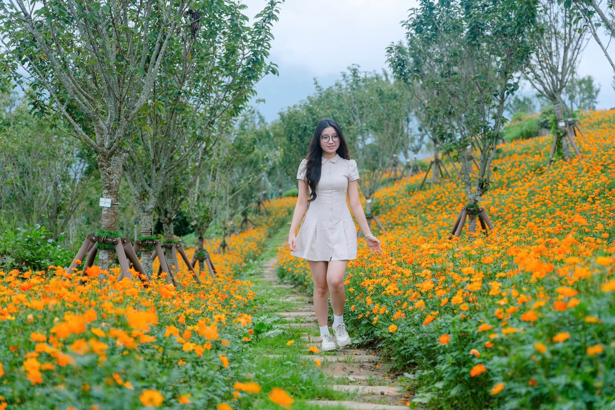 Lối đi giữa những thảm hoa tạo góc chụp nổi bật với biển mây và núi Hoàng Liên Sơn phía xa. (Nguồn: Sưu tầm)