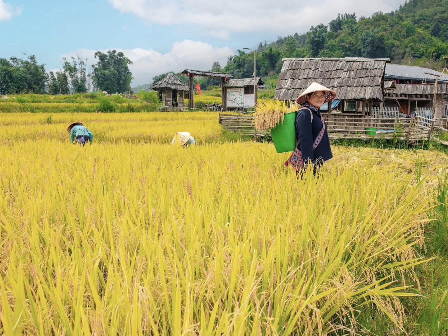 Những thửa ruộng vào mùa chín - thời điểm lúa đẹp nhất trong năm.
