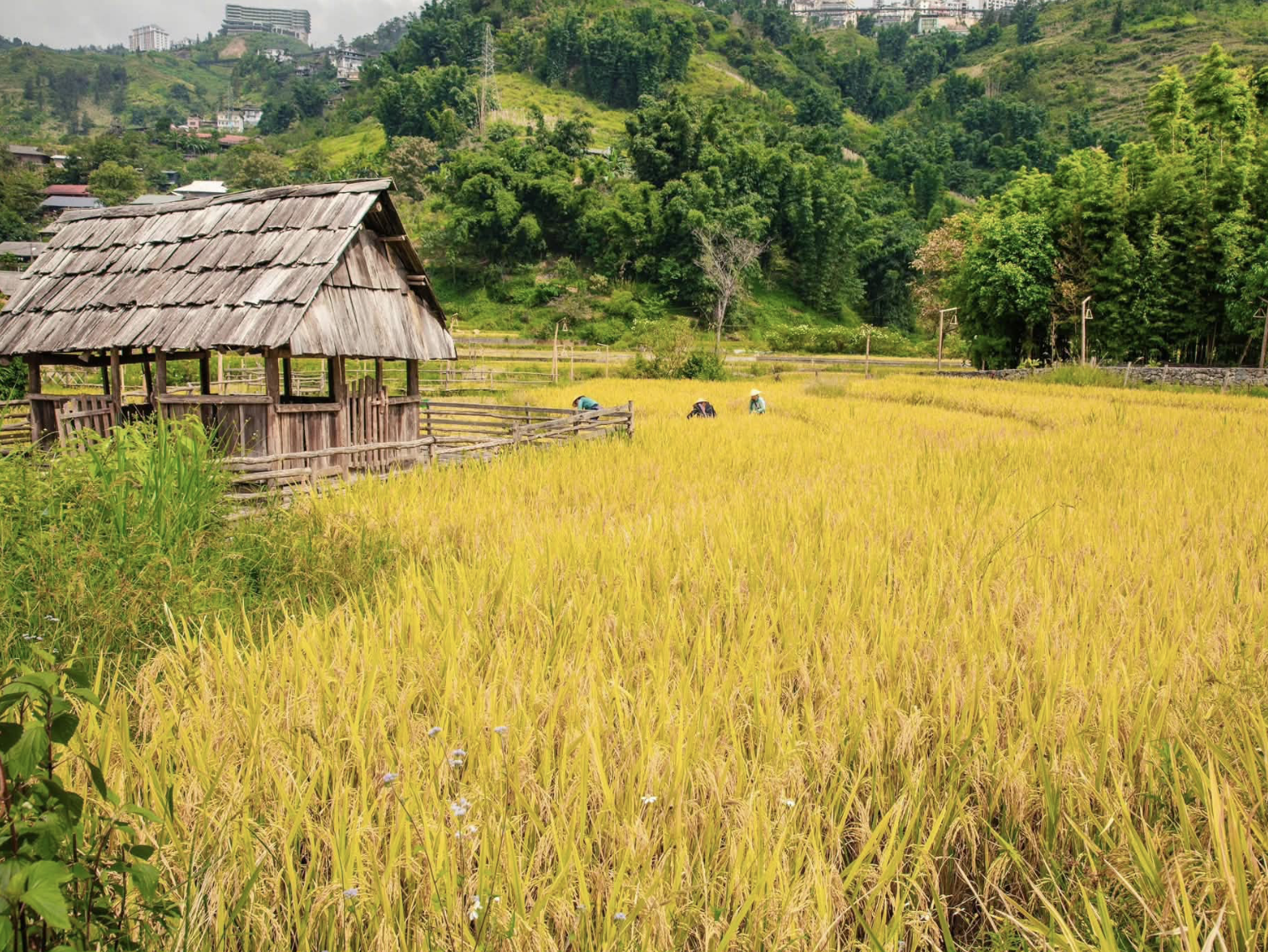 Cảnh quan vùng cao mang vẻ đẹp đặc trưng của mùa thu.