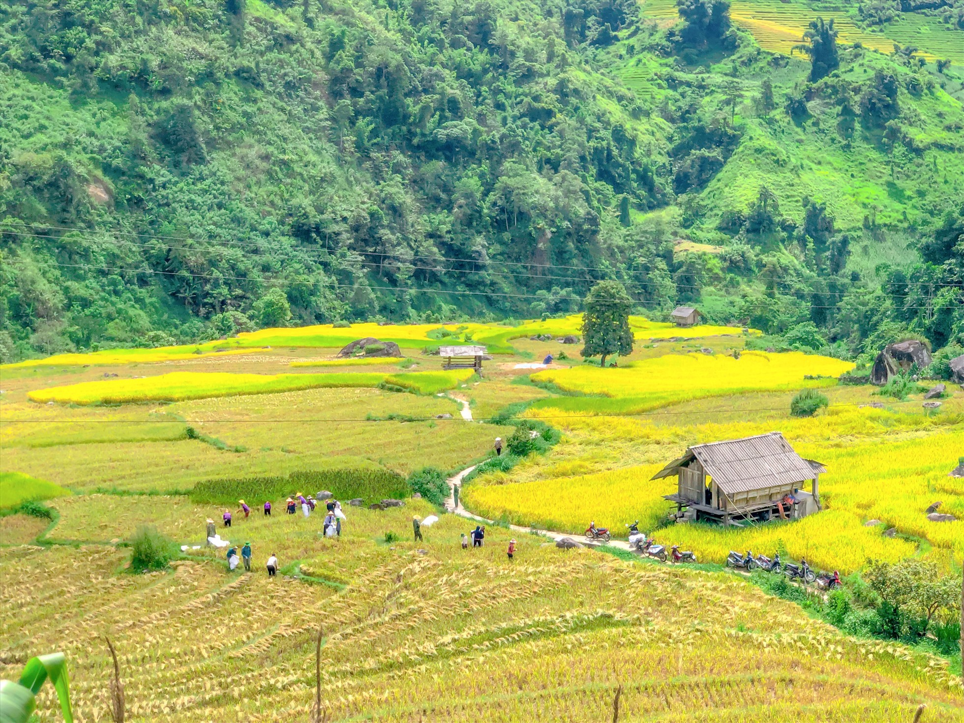 Ruộng bậc thang ở các bản vùng cao mở ra những lớp cảnh nối tiếp giữa thung lũng Sa Pa.