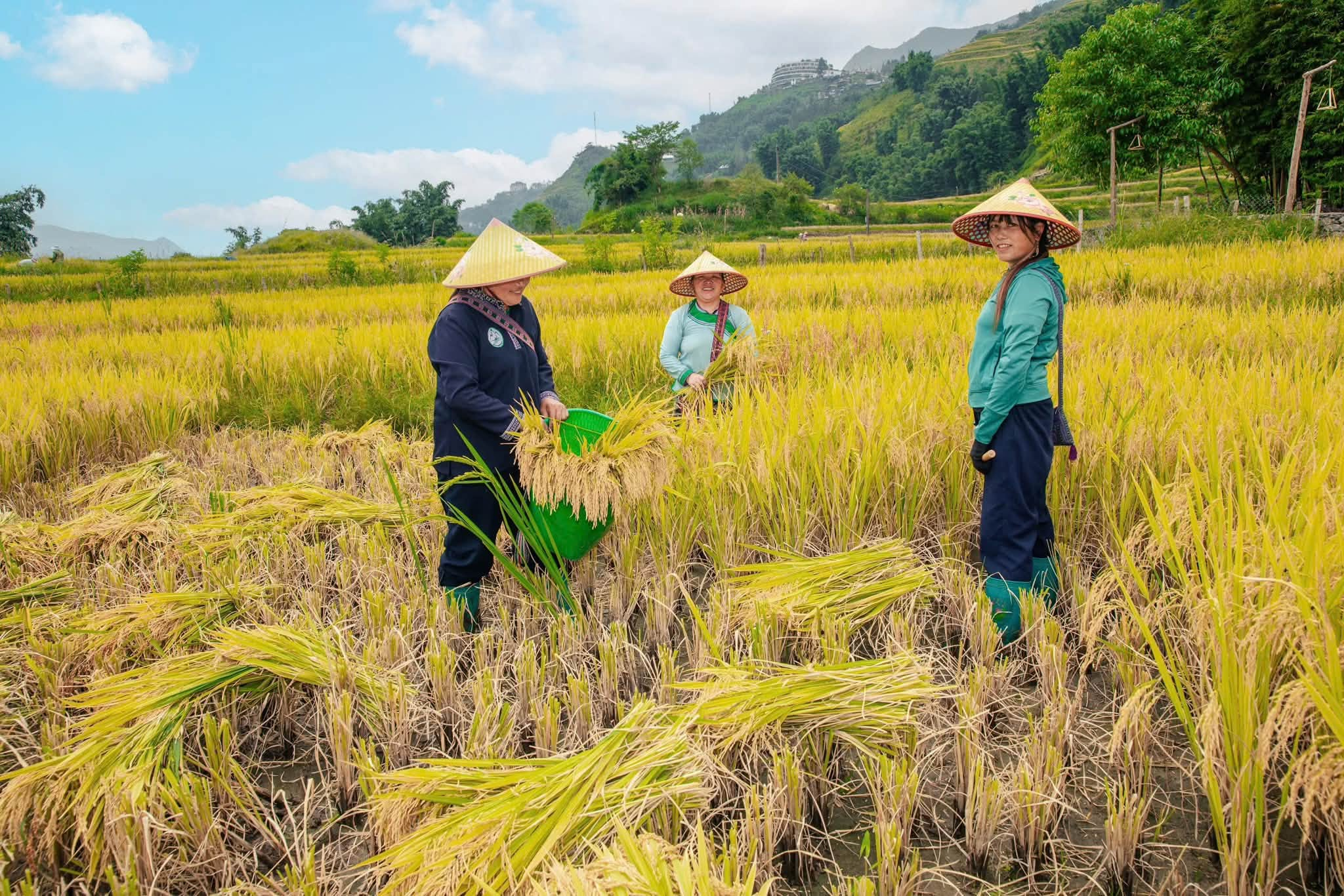 Người dân tất bật thu hoạch những thửa ruộng bậc thang cuối mùa lúa chín tại Sa Pa.