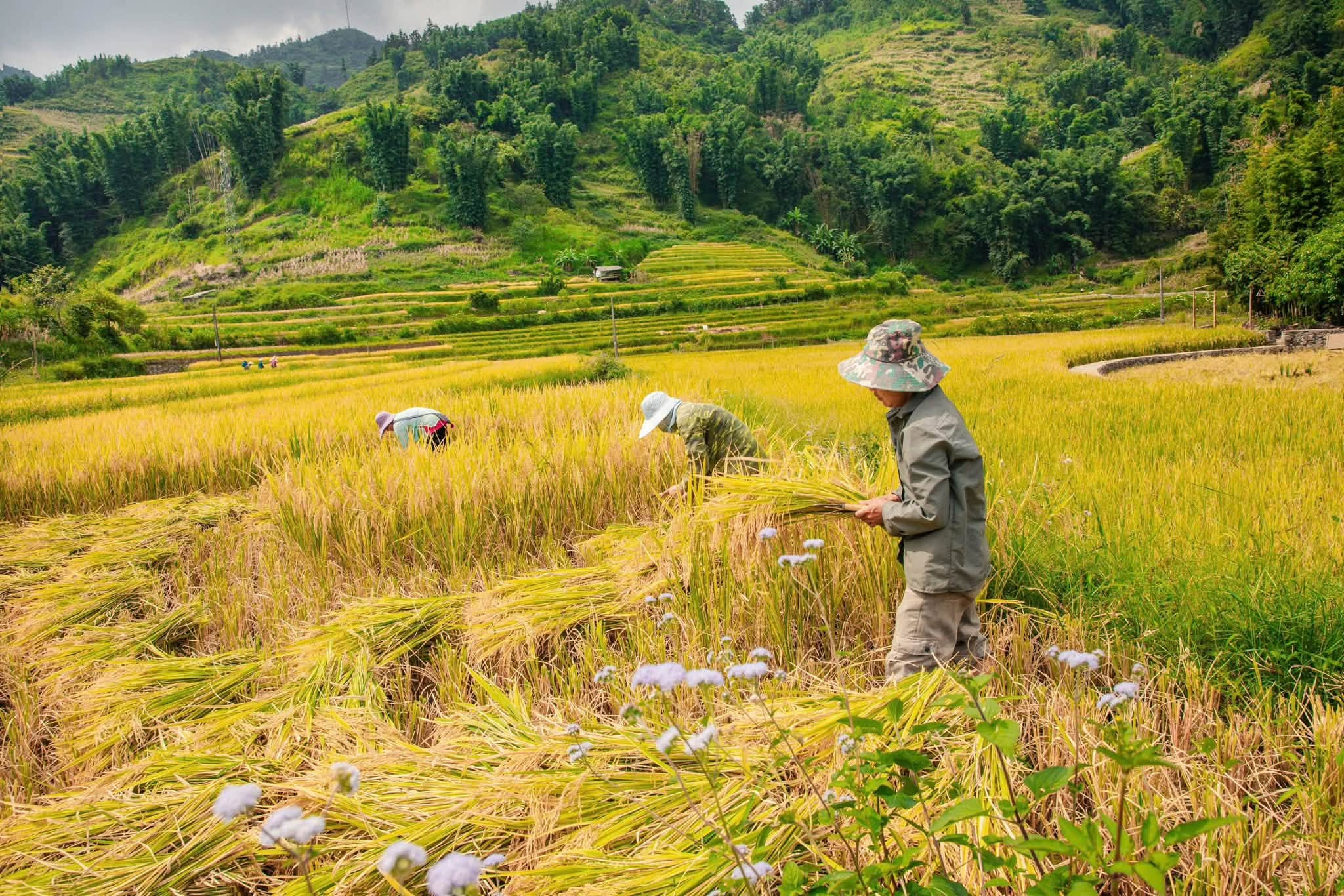 Ruộng bậc thang Lao Chải - Tả Van khoác sắc vàng cuối mùa giữa thung lũng Mường Hoa.