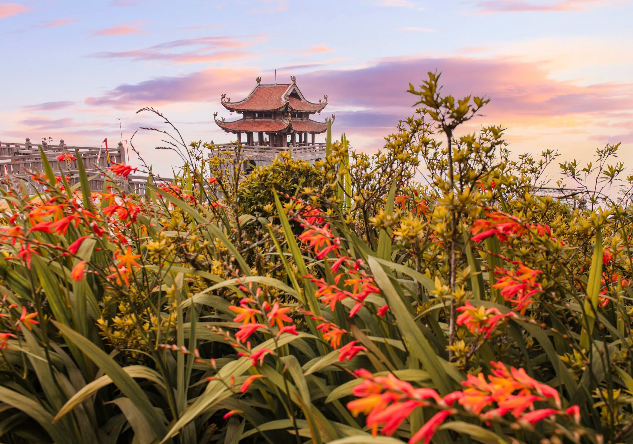 Hoa dơn khoe sắc rực rỡ giữa cảnh quan núi cao Fansipan trong những ngày mùa thu. 