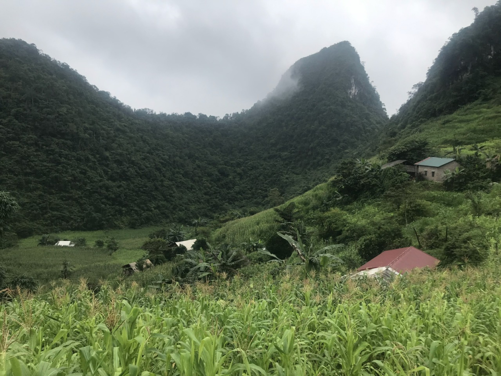Những nương ngô trên vùng núi đá gắn liền với đời sống và nghề nấu rượu truyền thống ở Bắc Hà. 