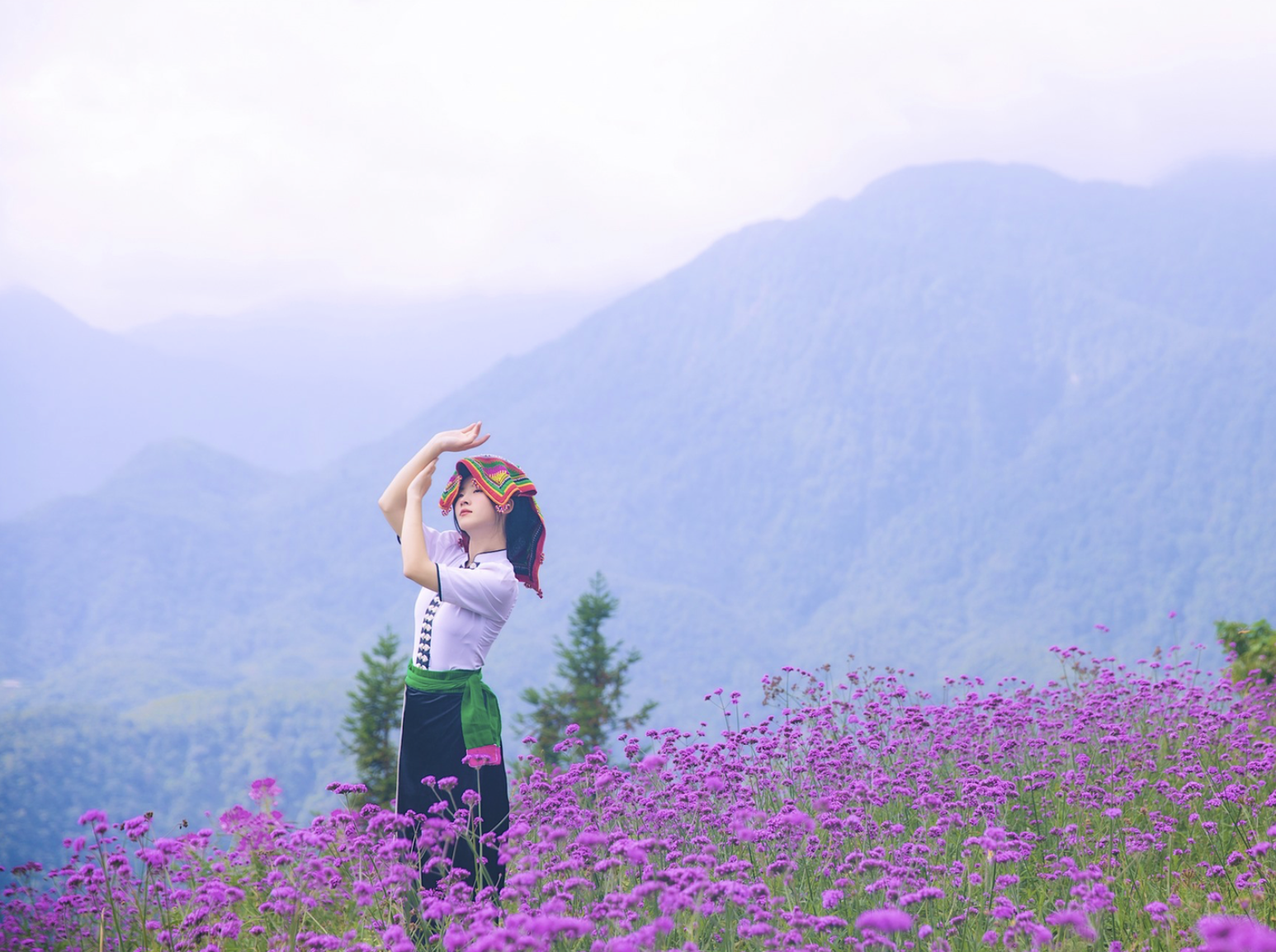 Những bông hoa tạo nên một dải màu tím mềm mại giữa cây xanh.