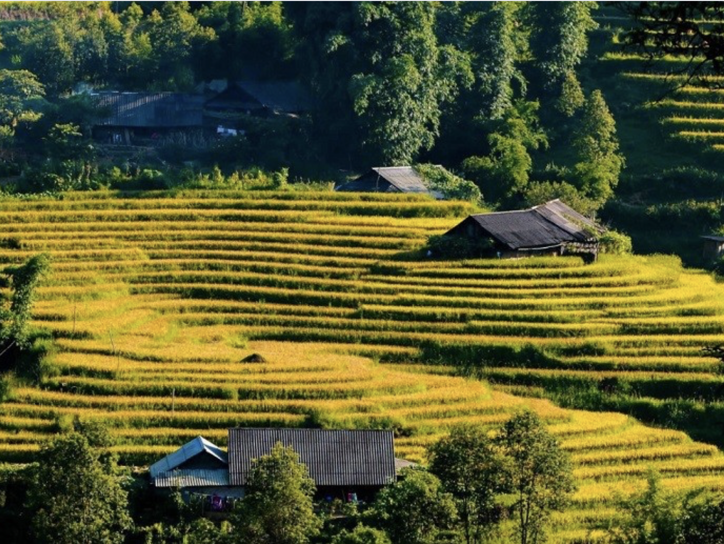 Những thửa ruộng bậc thang tại Bản Sín Chải sẽ được bao phủ bởi một màu vàng óng ả, tạo nên một bức tranh thiên nhiên tuyệt đẹp.