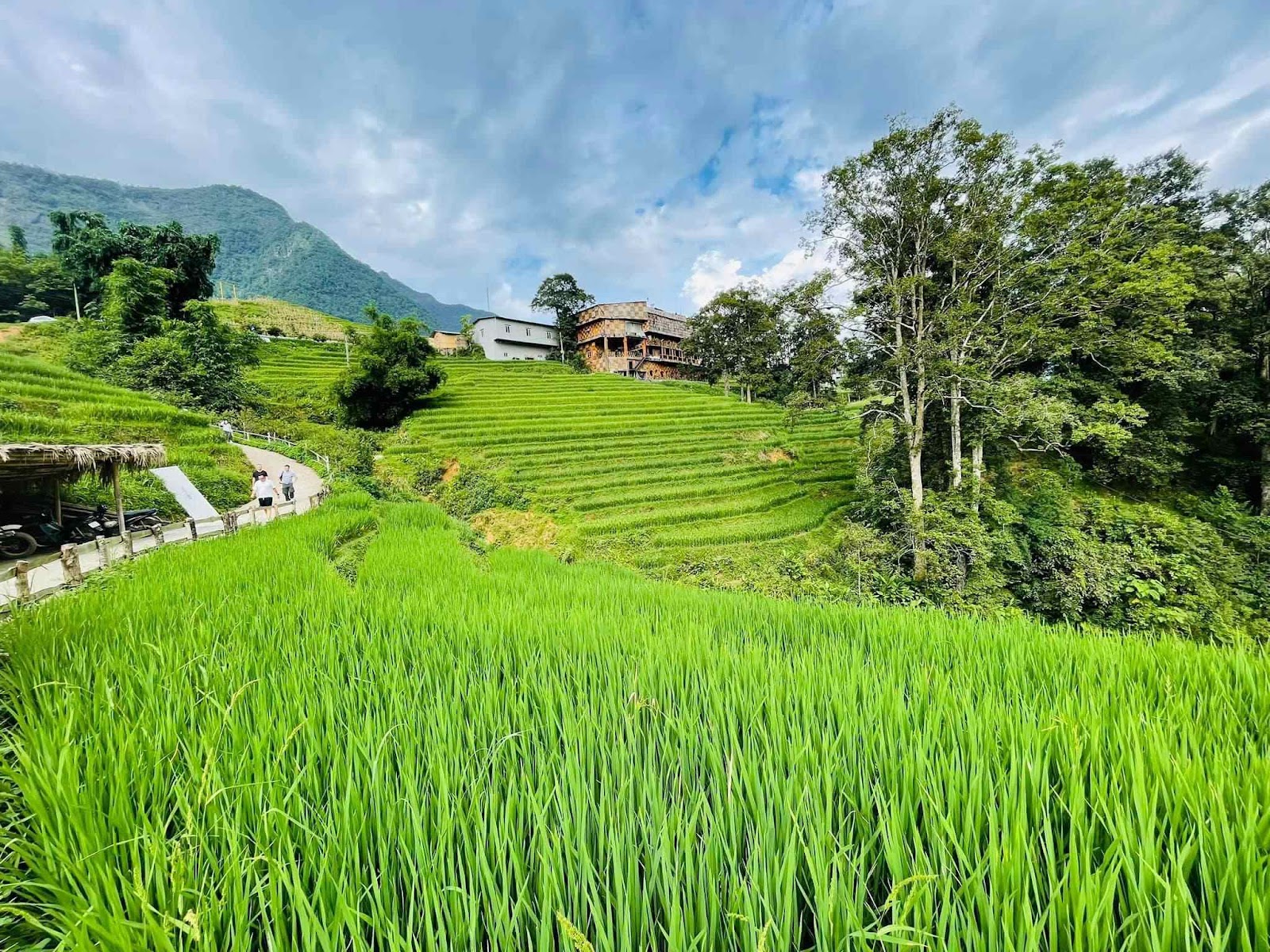 Bản Tả Van thu hút du khách bởi những ruộng bậc thang xanh ngát và trù phú.