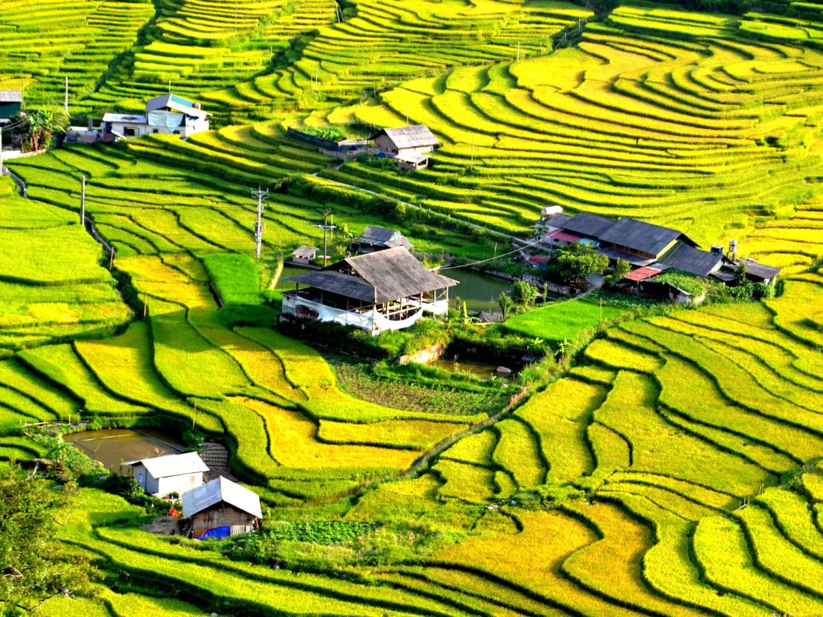 Mùa cấy lúa Sa Pa là thời điểm đẹp để đi du lịch