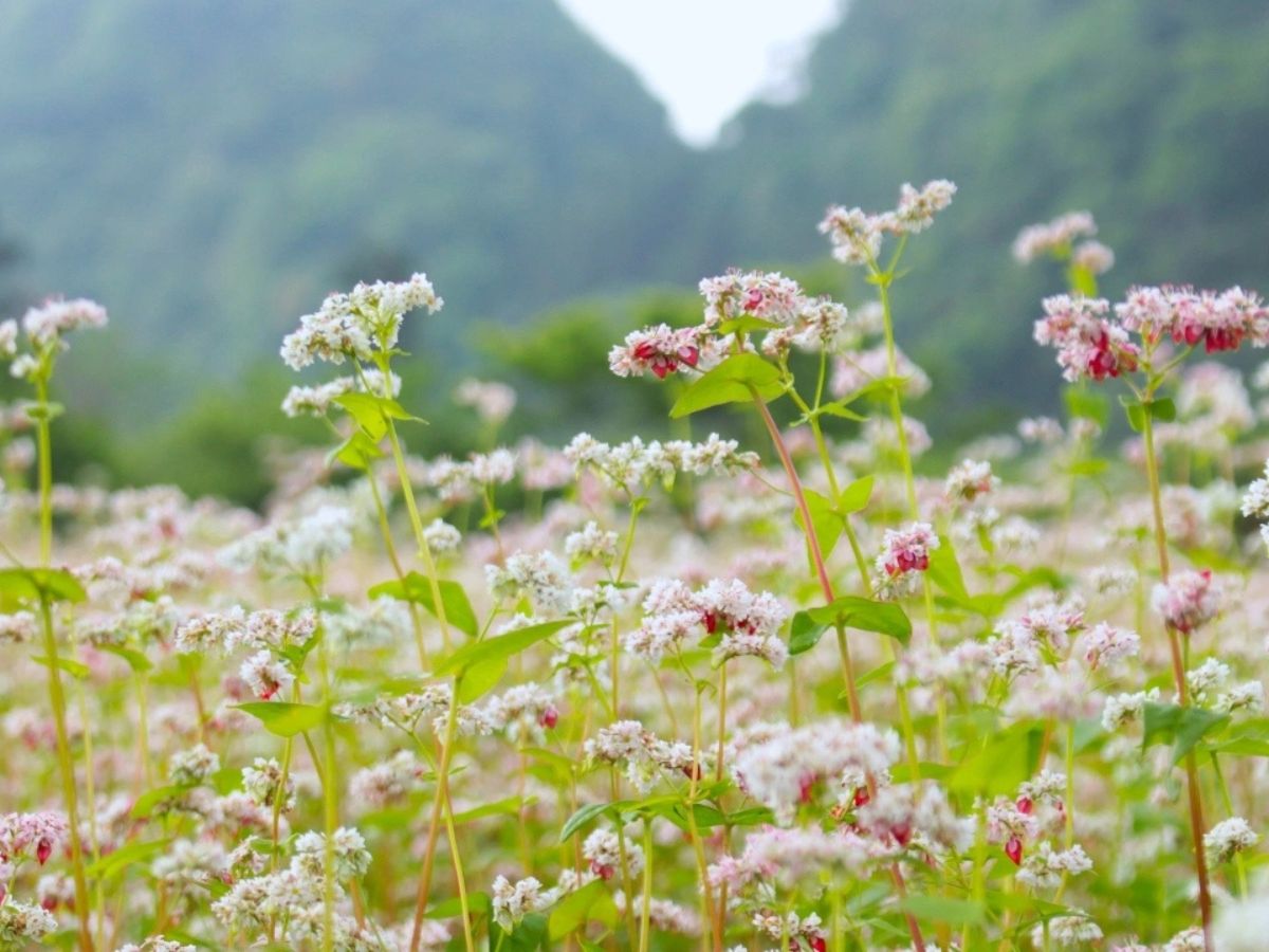 Mùa hoa tam giác mạch Sa Pa được nhiều du khách yêu thích.
