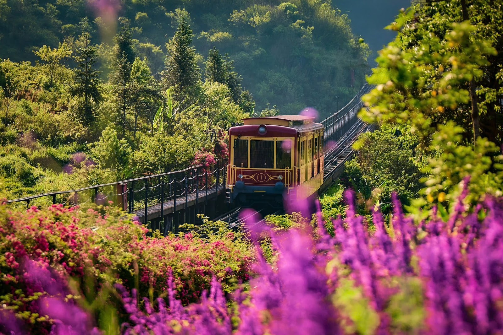 Toa tàu đỏ rực rỡ đưa du khách băng qua thung lũng Mường Hoa