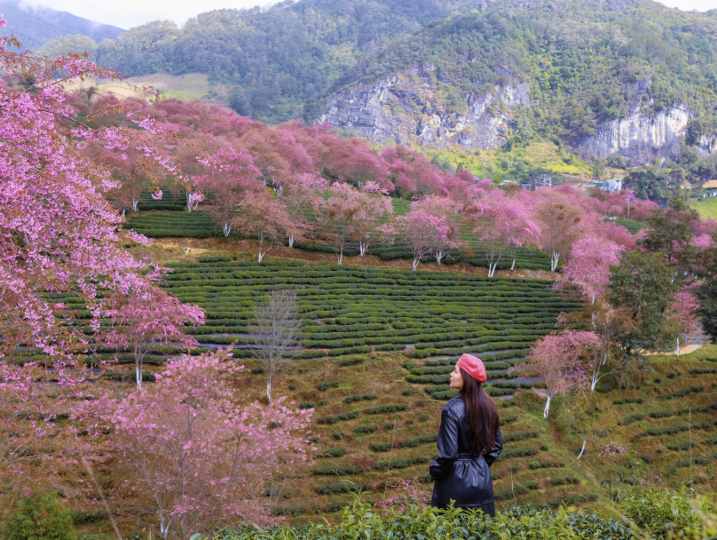 Hoa mai anh đào ở đồi chè Ô Long (Sa Pa) đang ở giai đoạn bung nở đẹp.