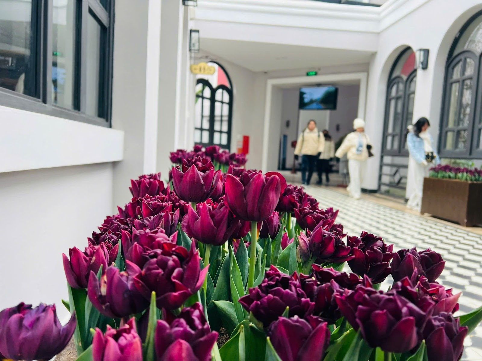 Ngoài những sắc màu quen thuộc, hoa tulip tím nổi bật giữa kiến trúc phương Tây tại ga tàu hỏa Mường Hoa.