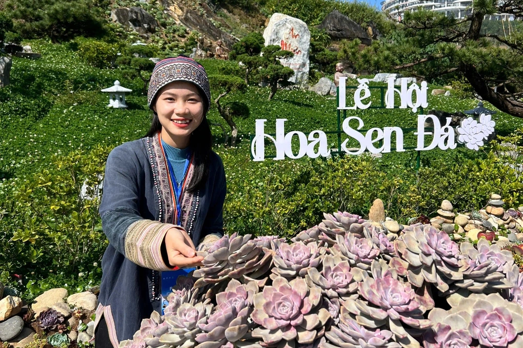 Các cụm hoa sen đá được trồng thành từng khu vườn nhỏ.