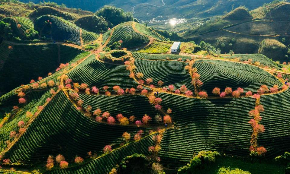 Đồi chè Ô Long là điểm đến mang vẻ đẹp nhẹ nhàng trong lịch trình Sa Pa dịp Tết. 
