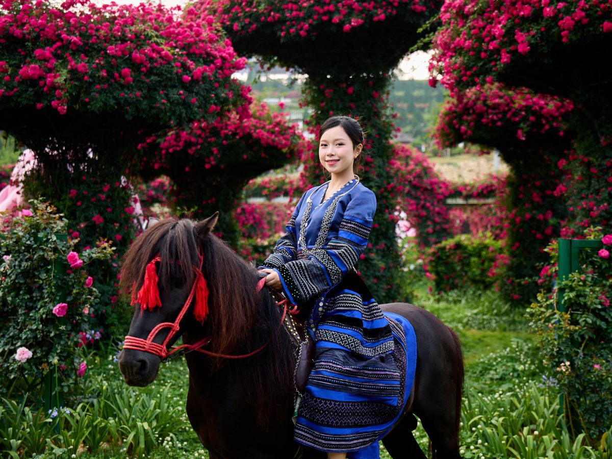 Check-in sống ảo tại vườn hồng Fansipan Legend, giữa thung lũng hoa đầy màu sắc. (Nguồn: Sưu tầm)