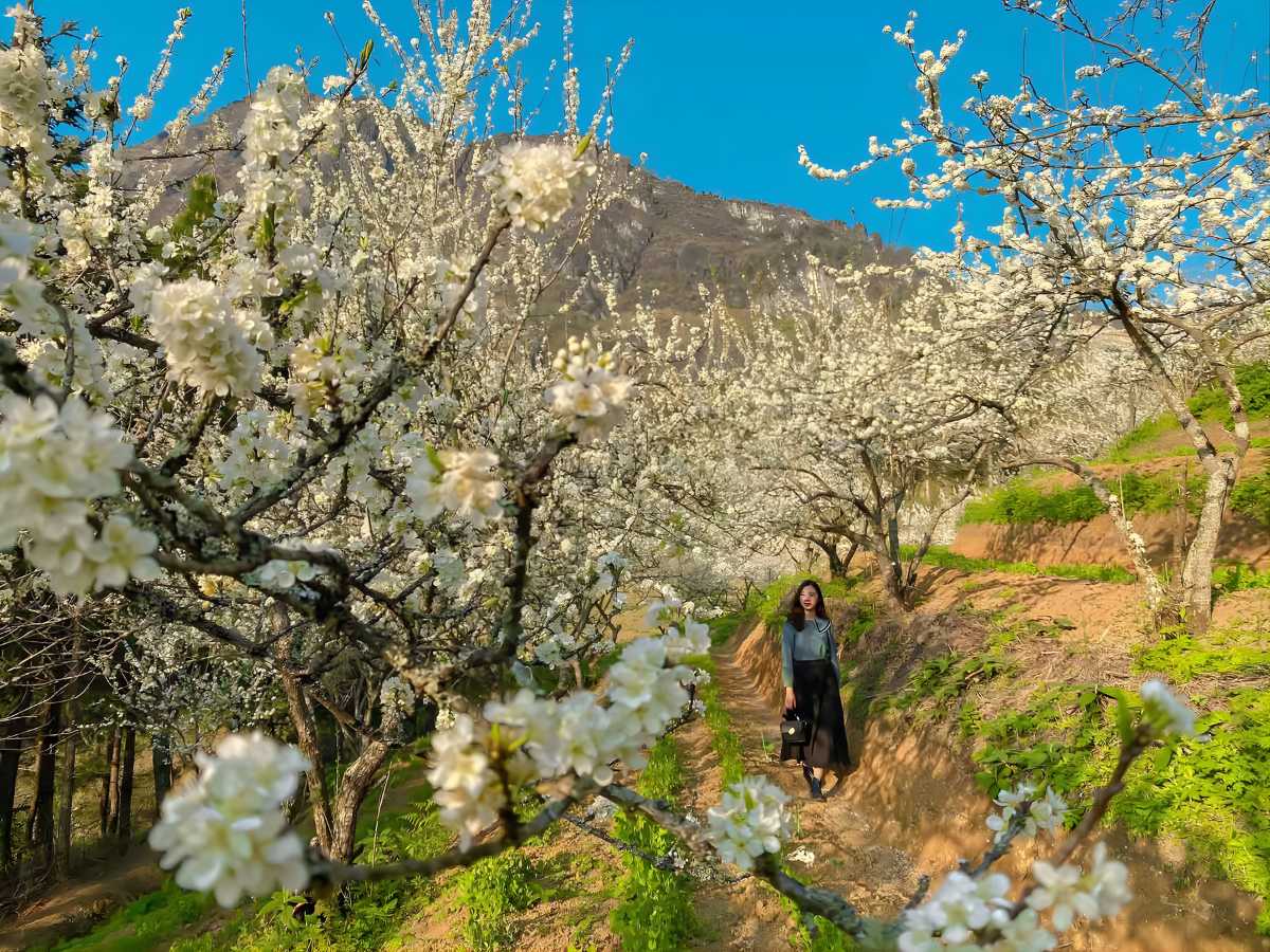 Mùa xuân ở Sa Pa khoác lên mình sắc trắng tinh khiết của hoa mận phủ rộng trên các thung lũng và triền núi