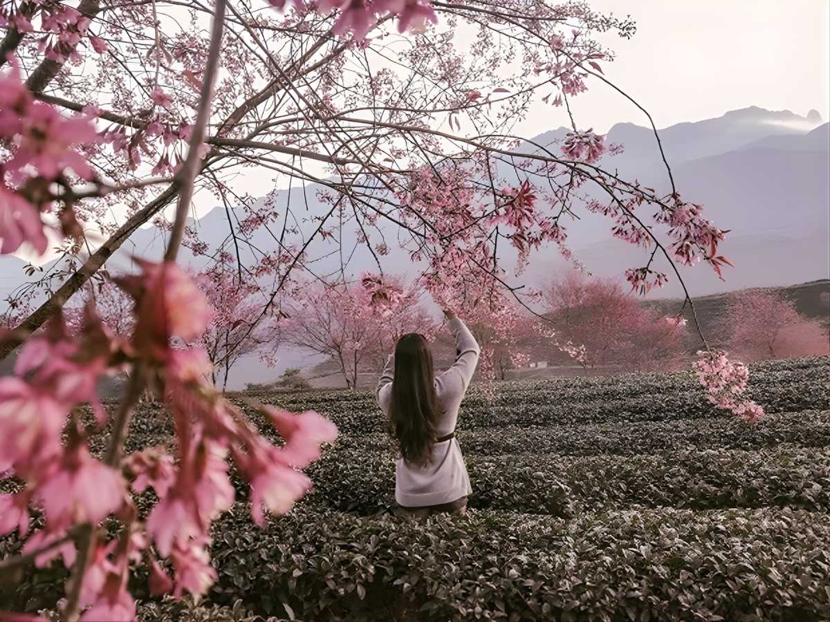 Nhiệt độ trung bình ở Sa Pa dao động từ khoảng 14 đến 17 độ C vào ban ngày, tạo ra môi trường mát mẻ dễ chịu cho cảnh vật mùa xuân hiện hữu rõ rệt. 