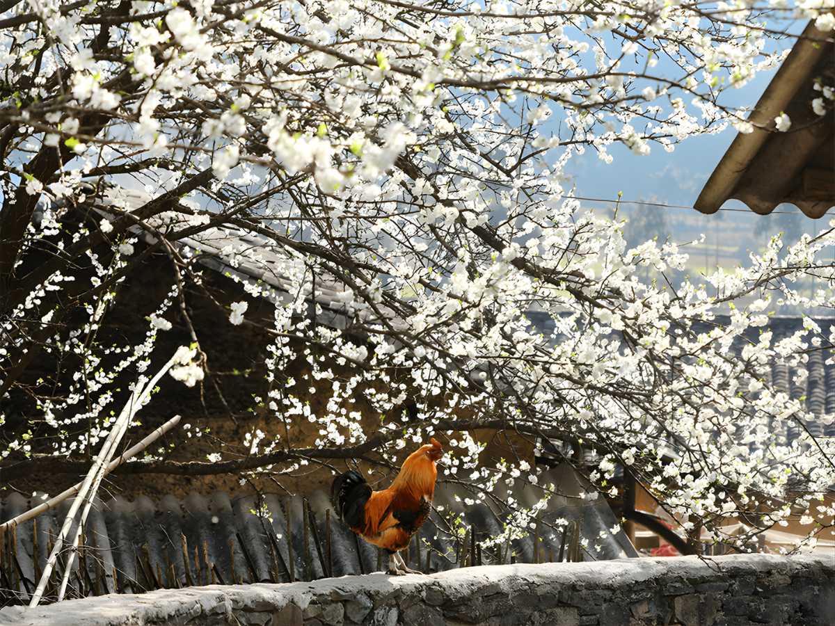 Mùa xuân ở Sa Pa mở ra bằng những nhành đào hồng phấn và hoa mận trắng. 