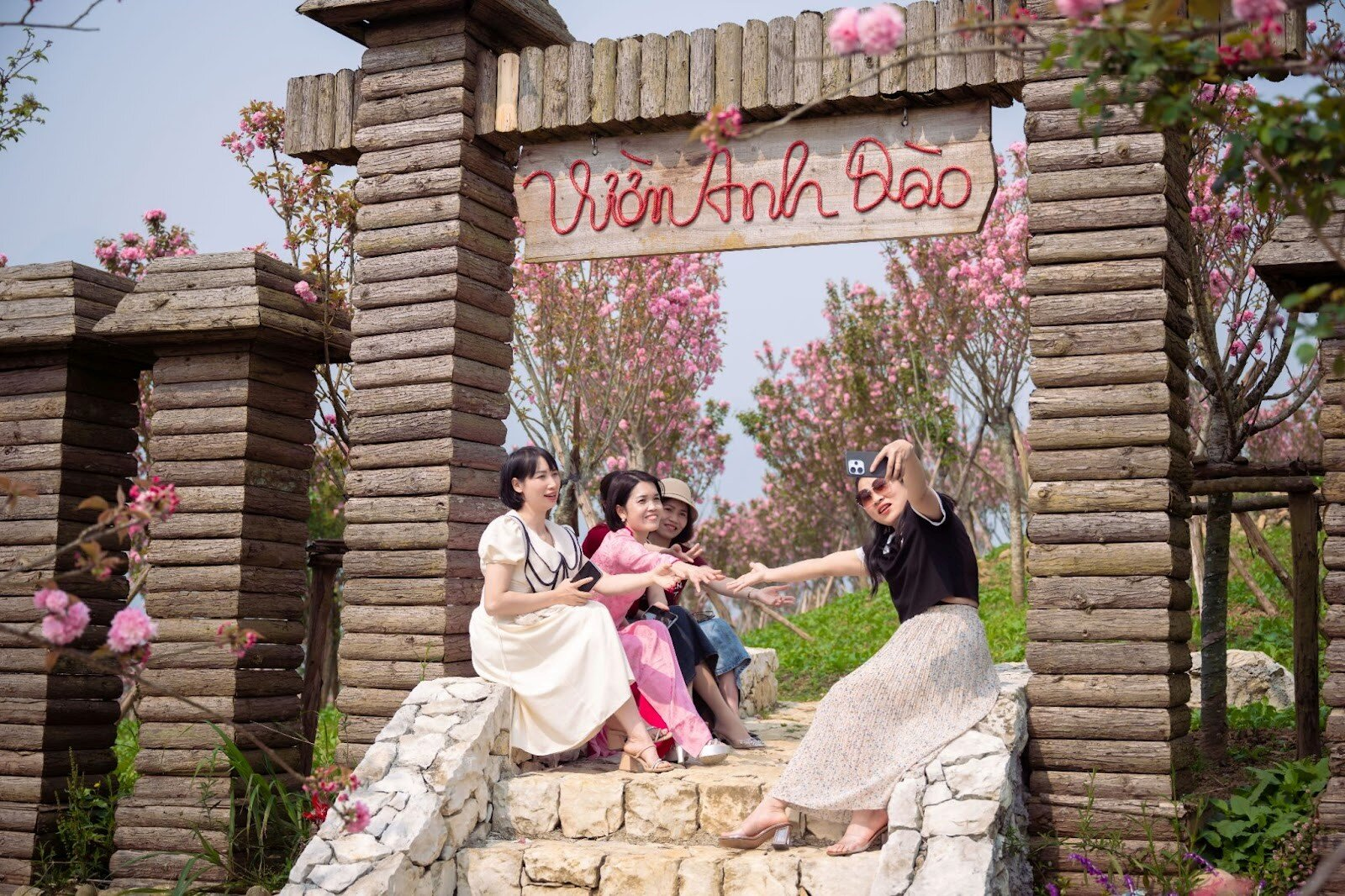 Ngắm hoa anh đào trên đỉnh Fansipan được nhiều du khách yêu thích. 